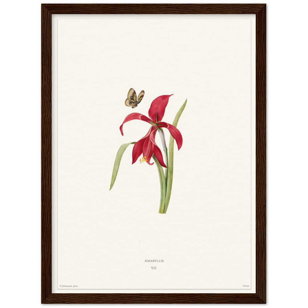 Pierre-Joseph Redouté, floral, flowers, art, wall art, flower prints, botanical, illustration, plants, roses