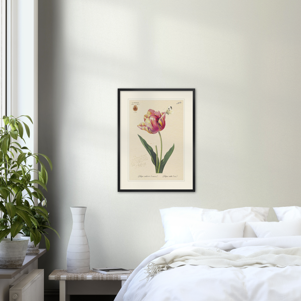 Triumph Tulip III