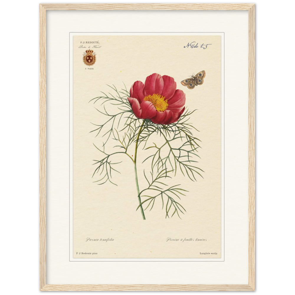 Pierre-Joseph Redouté, floral, flowers, art, wall art, flower prints, botanical, illustration, plants, roses