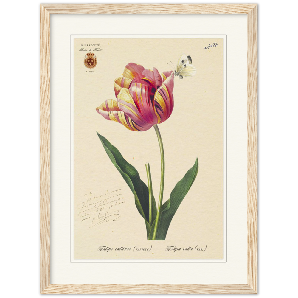 Triumph Tulip Pic
