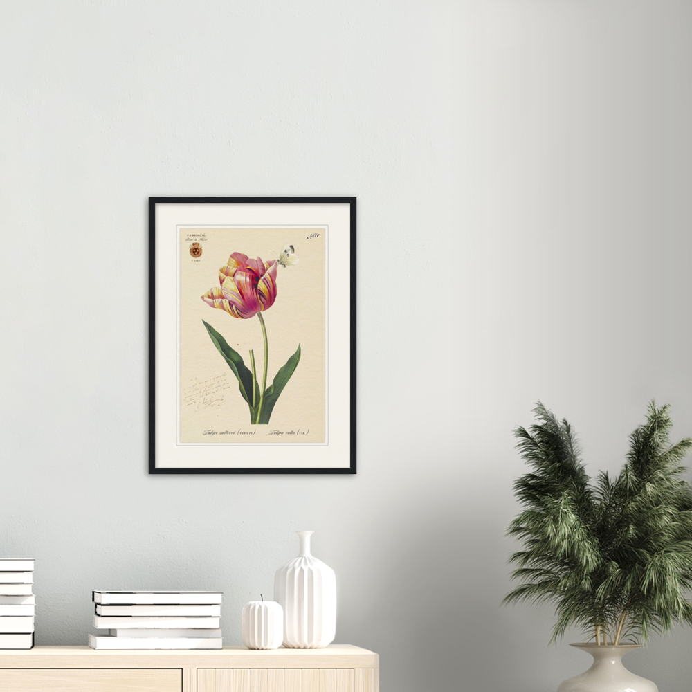 Triumph Tulip Pic
