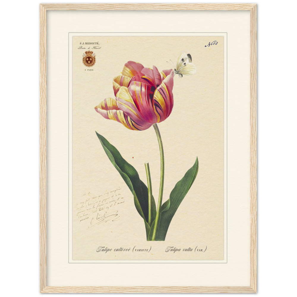 Triumph Tulip III