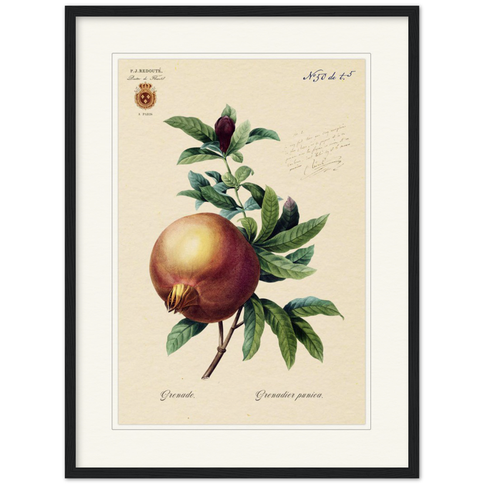 Pomegranate