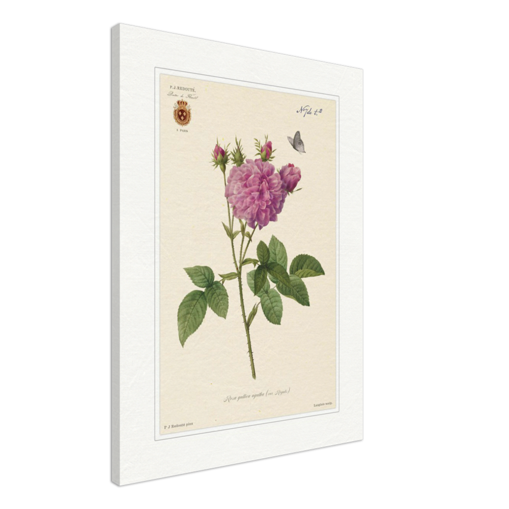 Pierre-Joseph Redouté, floral, flowers, art, wall art, flower prints, botanical, illustration, plants, roses