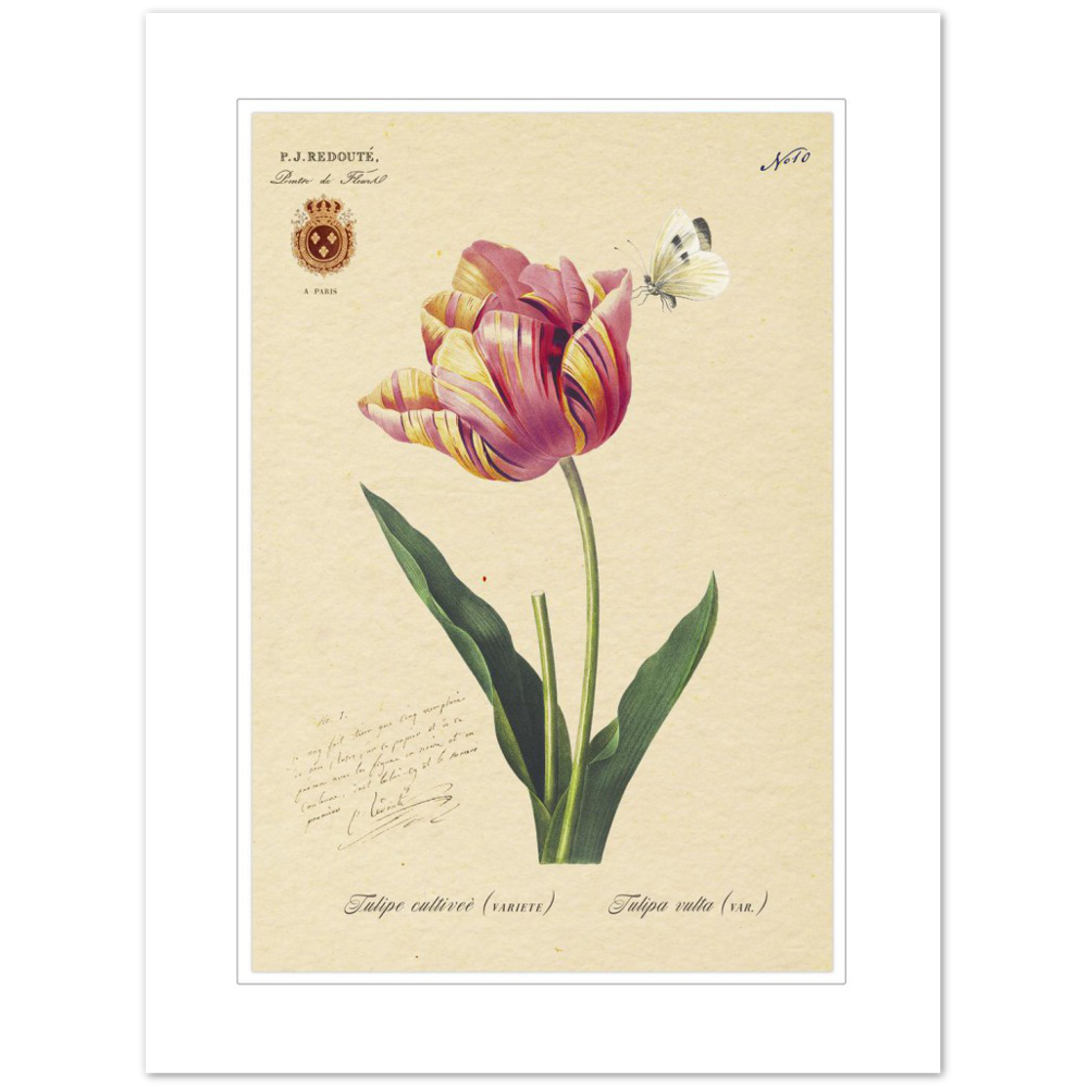 Triumph Tulip