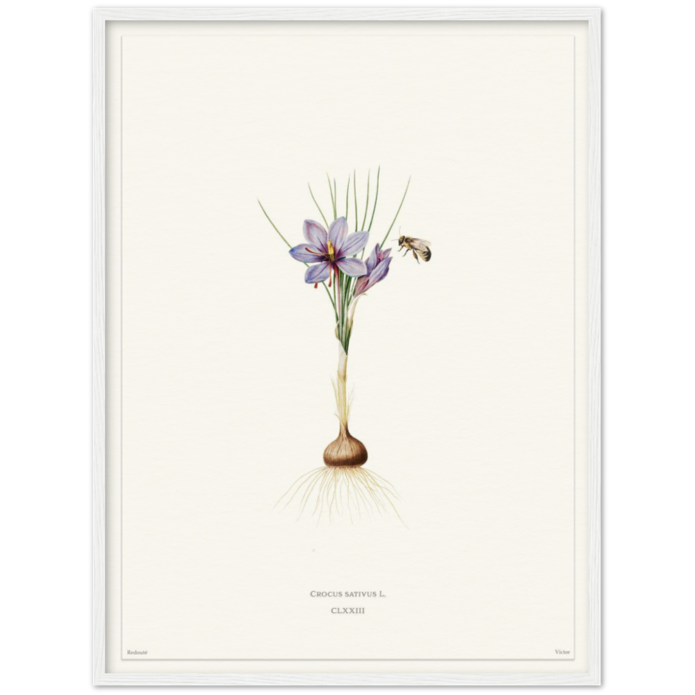 Saffron crocus by Redouté, édition blanc CLXXIII