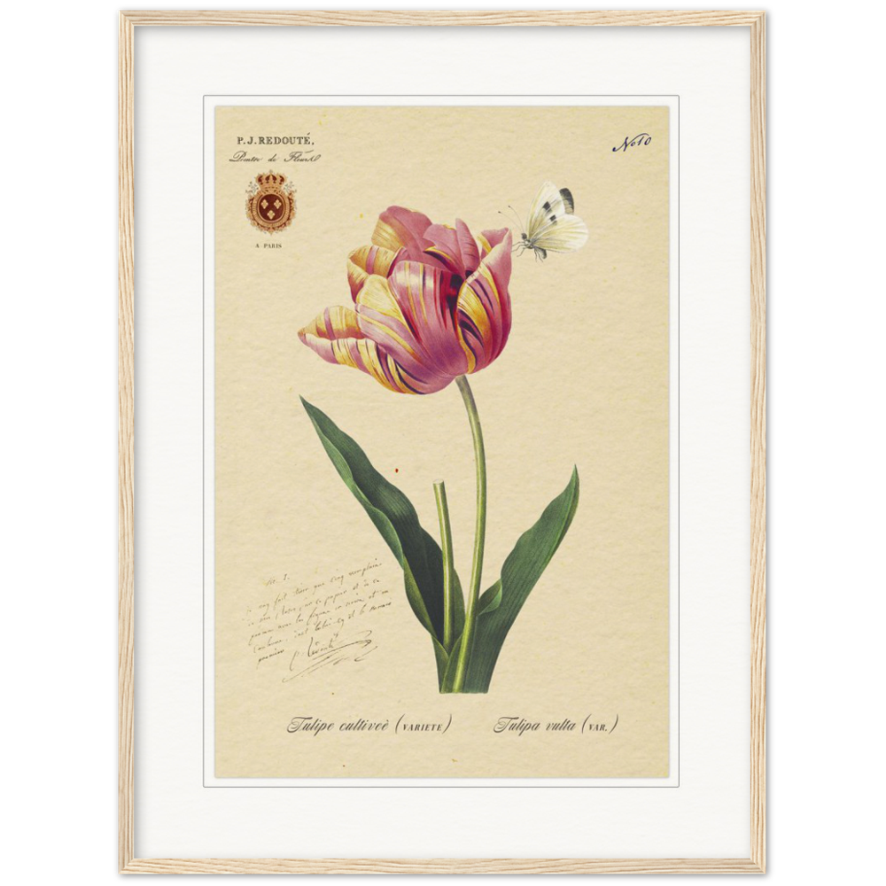 Triumph Tulip
