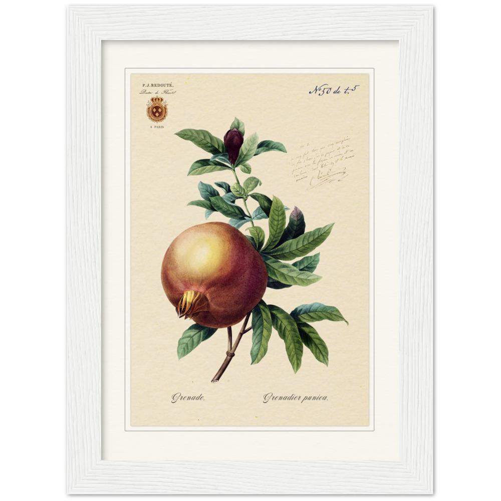 Pomegranate