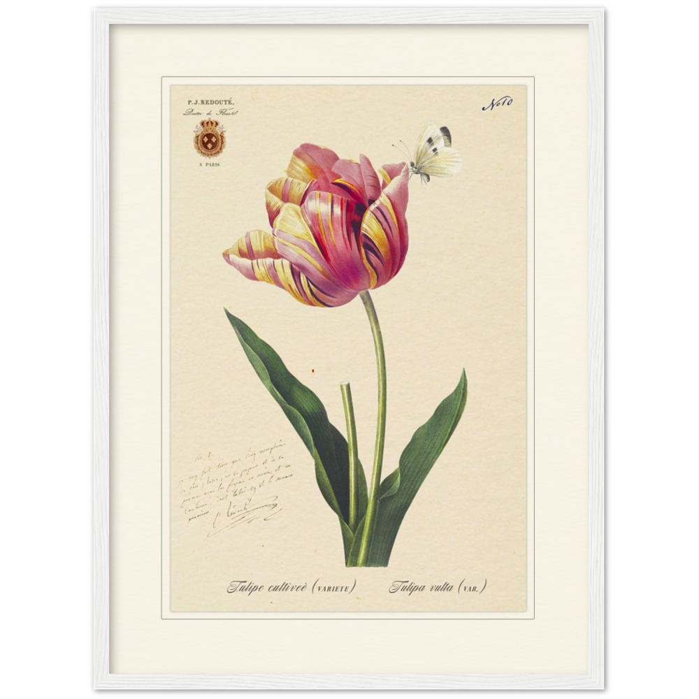Triumph Tulip III