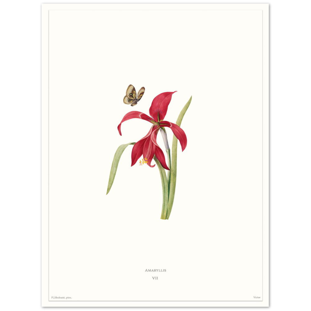 Pierre-Joseph Redouté, floral, flowers, art, wall art, flower prints, botanical, illustration, plants, roses