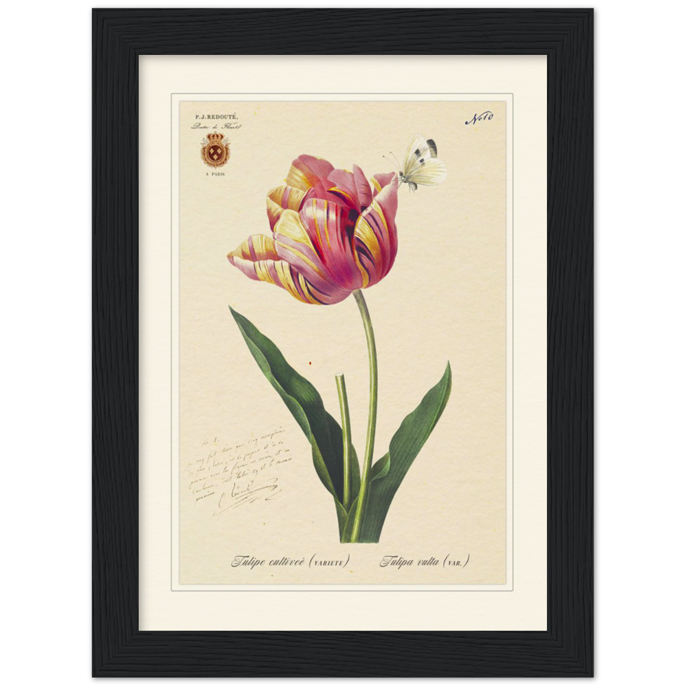 Triumph Tulip III