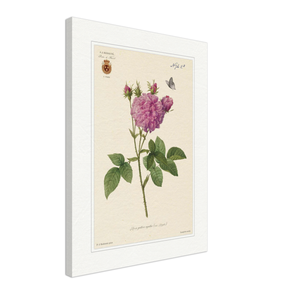 Pierre-Joseph Redouté, floral, flowers, art, wall art, flower prints, botanical, illustration, plants, roses