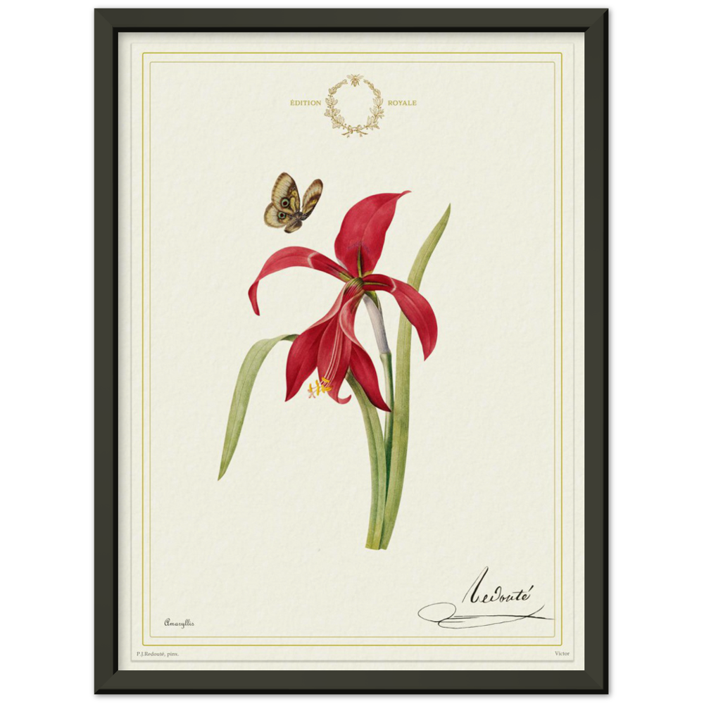 Pierre-Joseph Redouté, floral, flowers, art, wall art, flower prints, botanical, illustration, plants, roses