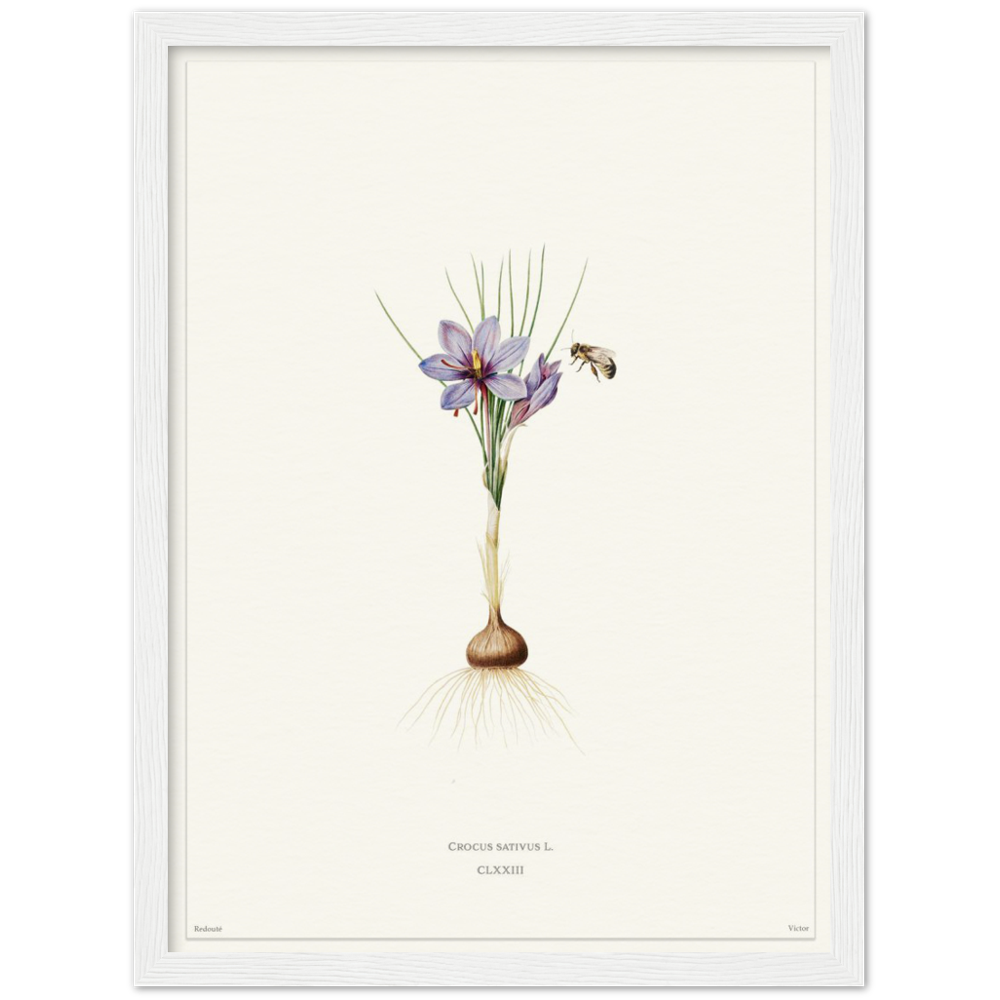 Saffron crocus by Redouté, édition blanc CLXXIII