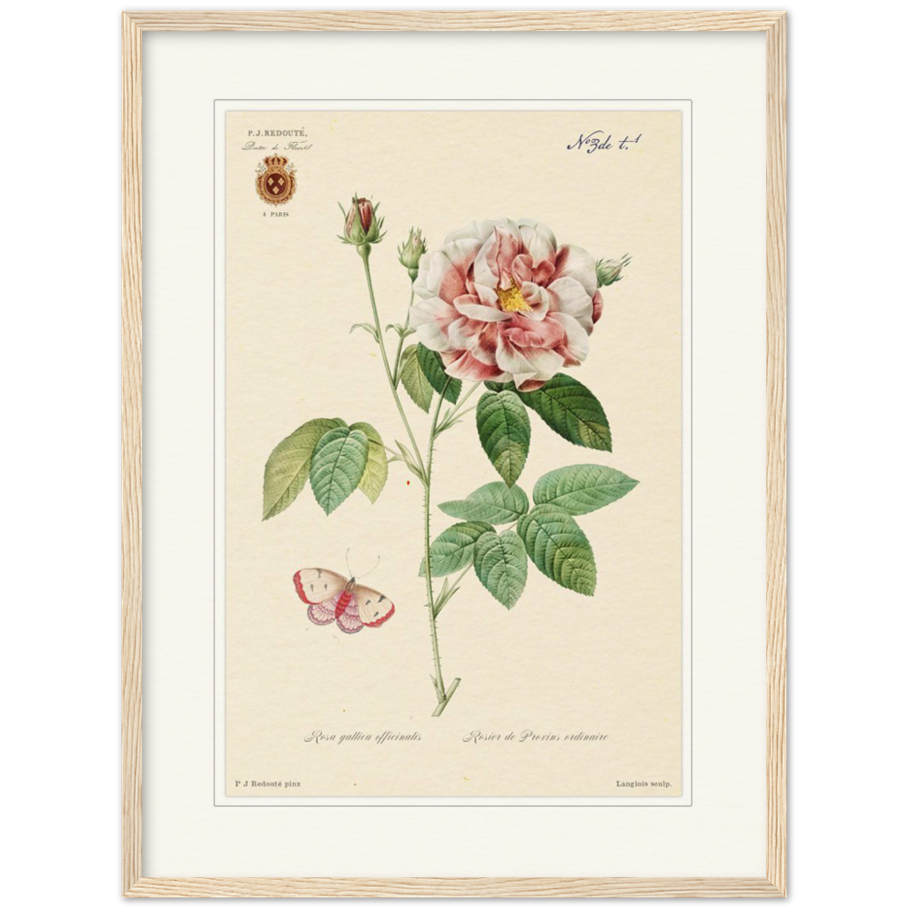 French Provencal Rose by Redouté, édition classique
