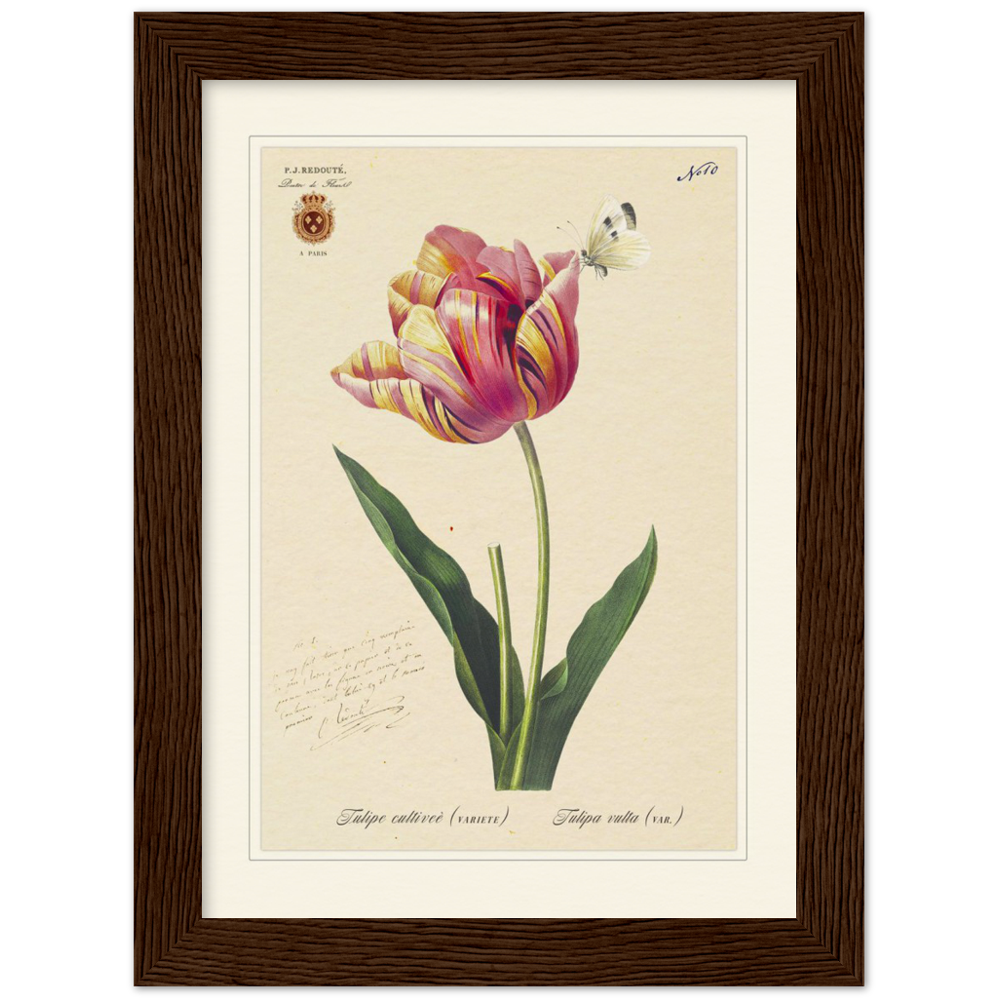 Triumph Tulip III