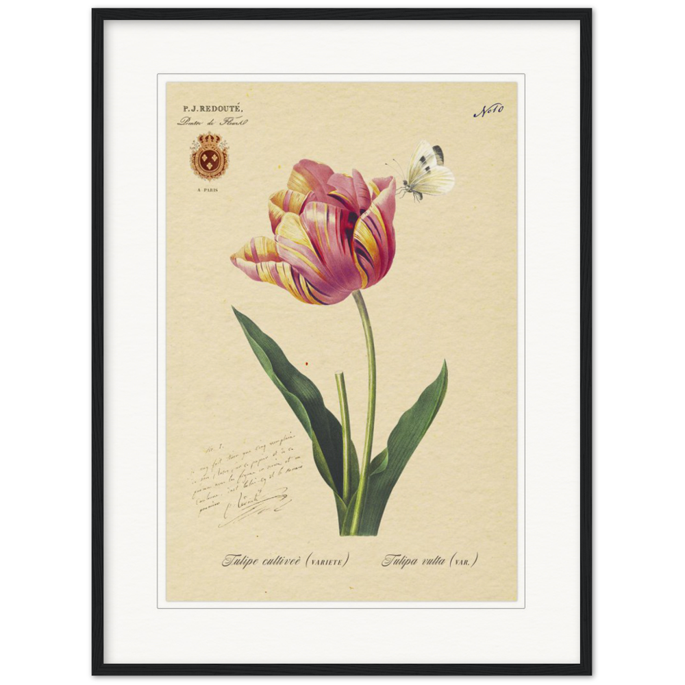 Triumph Tulip