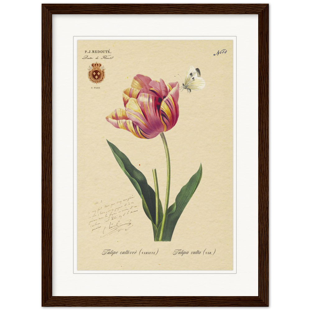 Triumph Tulip