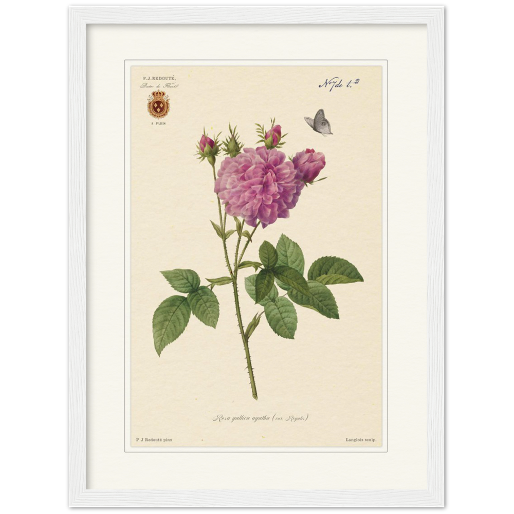 Pierre-Joseph Redouté, floral, flowers, art, wall art, flower prints, botanical, illustration, plants, roses