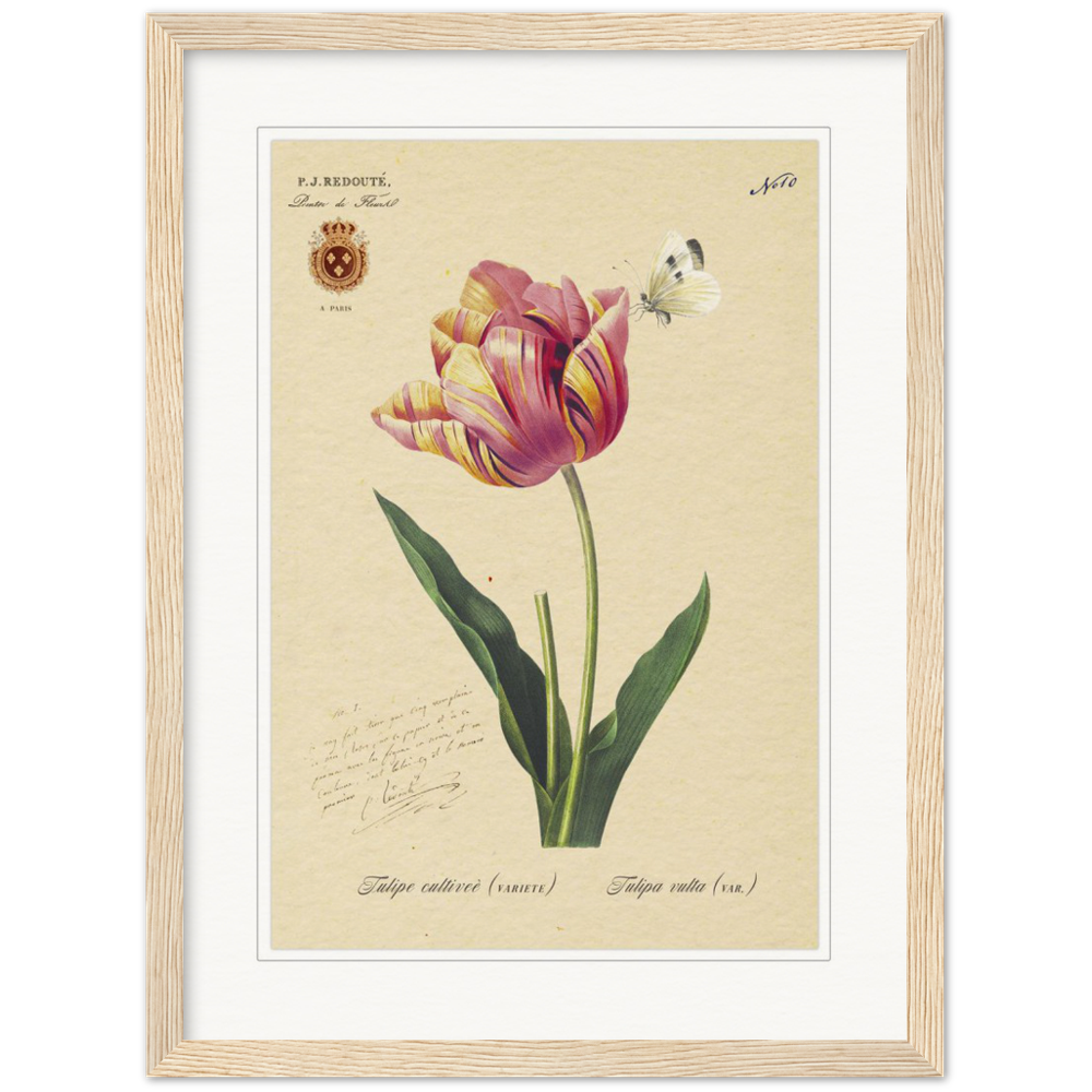 Triumph Tulip