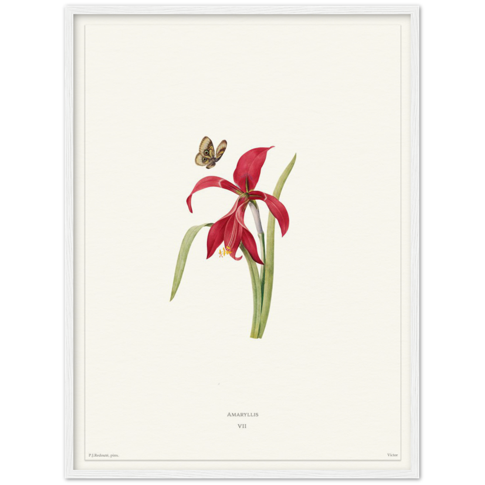 Pierre-Joseph Redouté, floral, flowers, art, wall art, flower prints, botanical, illustration, plants, roses