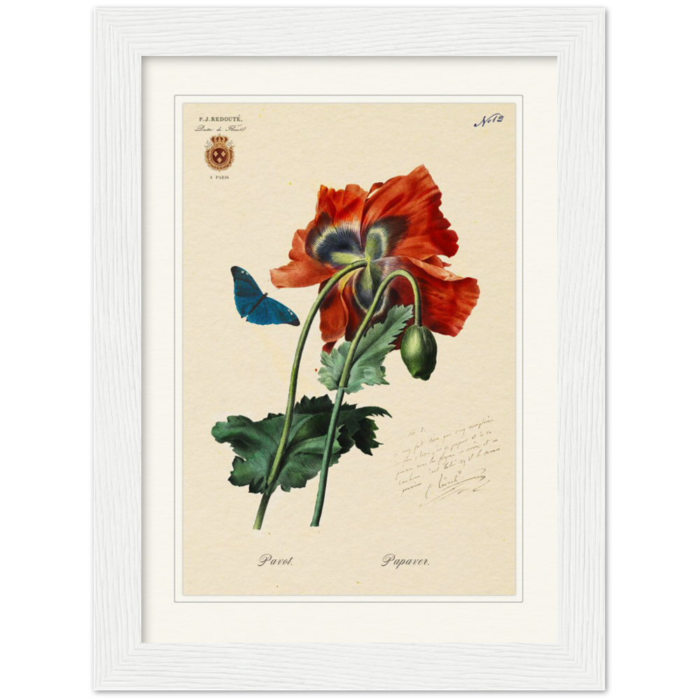 Red Poppies