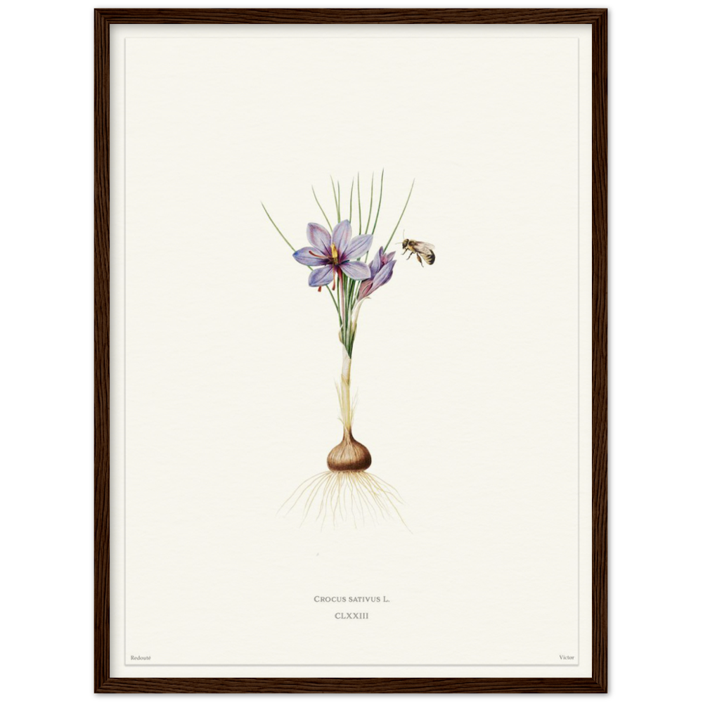 Saffron crocus by Redouté, édition blanc CLXXIII