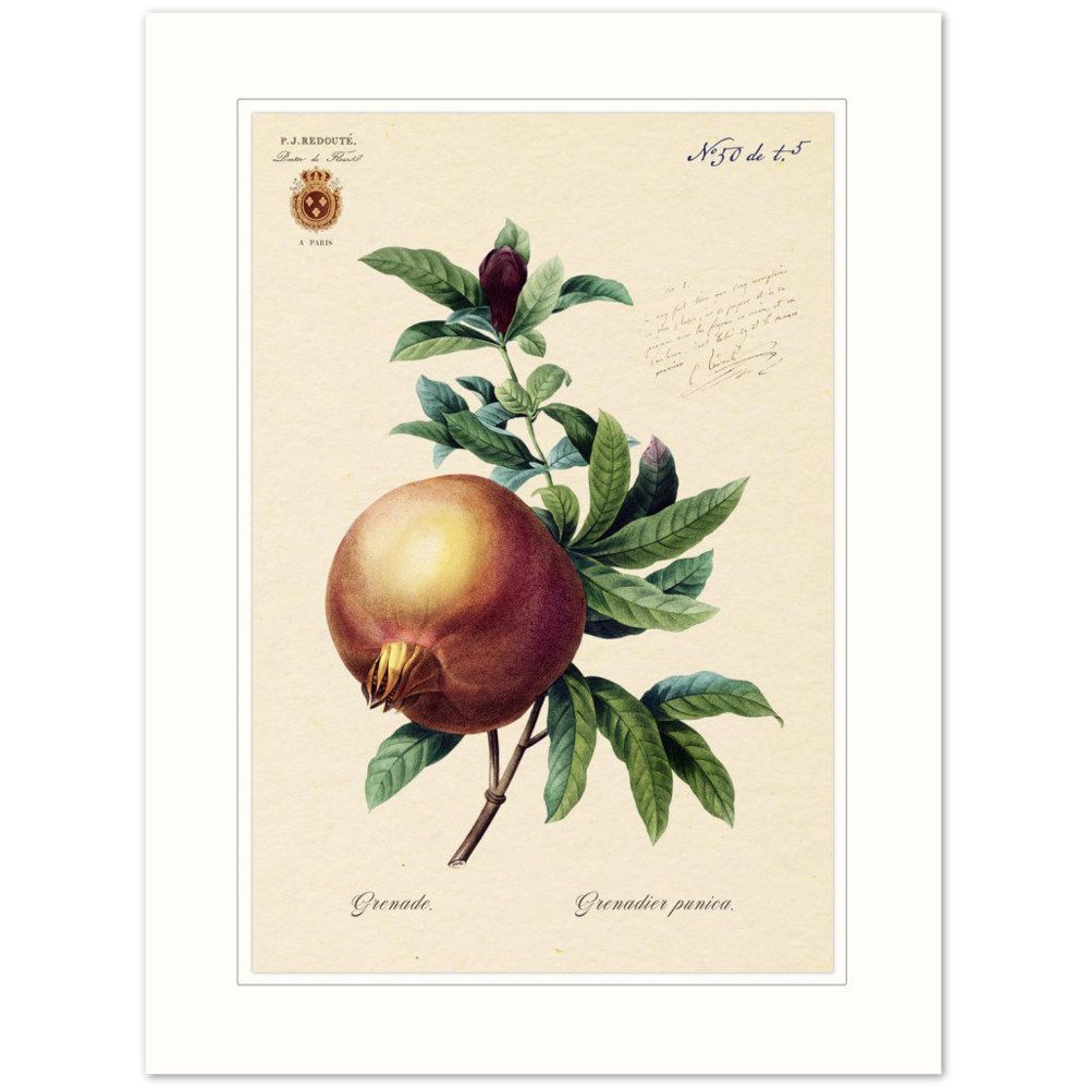 Pomegranate