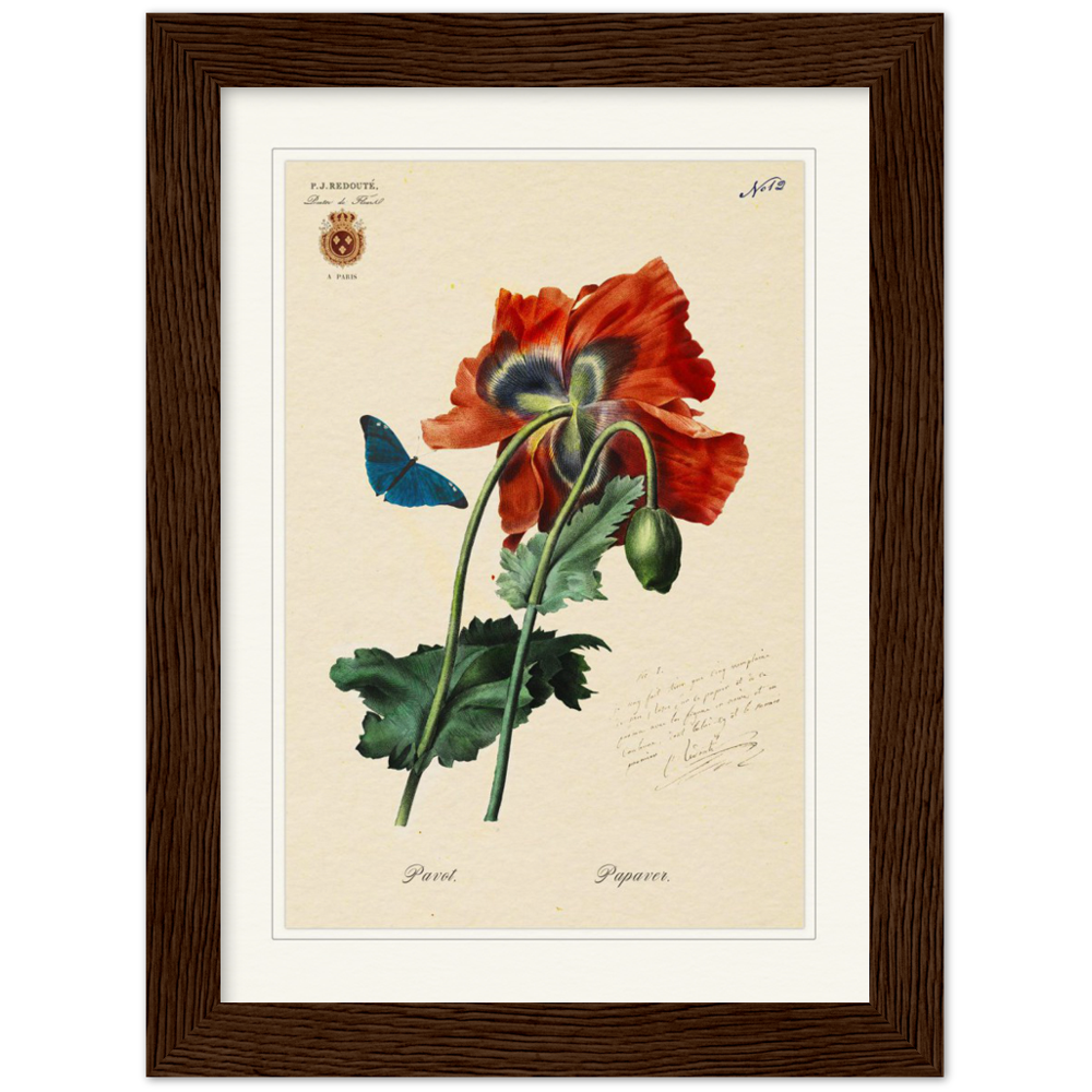 Red Poppies