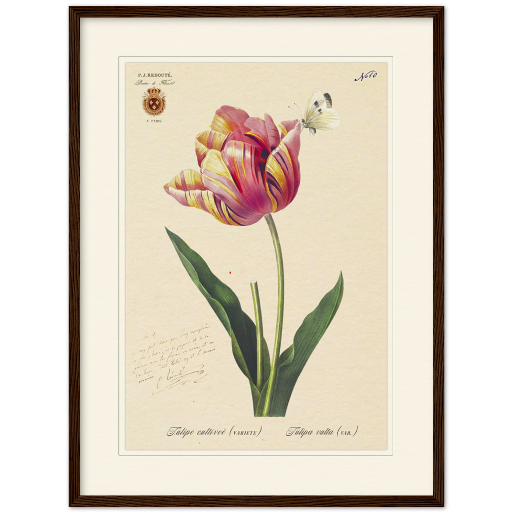 Triumph Tulip III