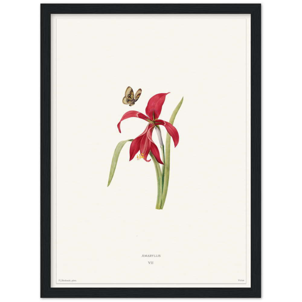 Pierre-Joseph Redouté, floral, flowers, art, wall art, flower prints, botanical, illustration, plants, roses