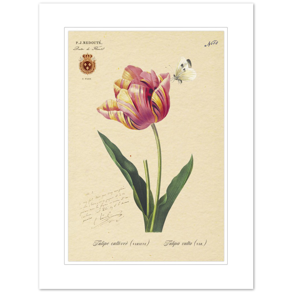 Triumph Tulip