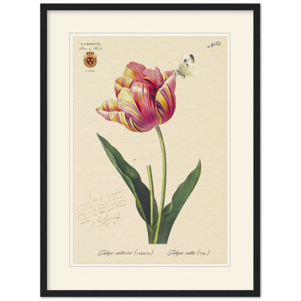 Triumph Tulip III