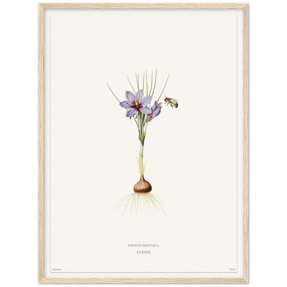 Saffron crocus by Redouté, édition blanc CLXXIII