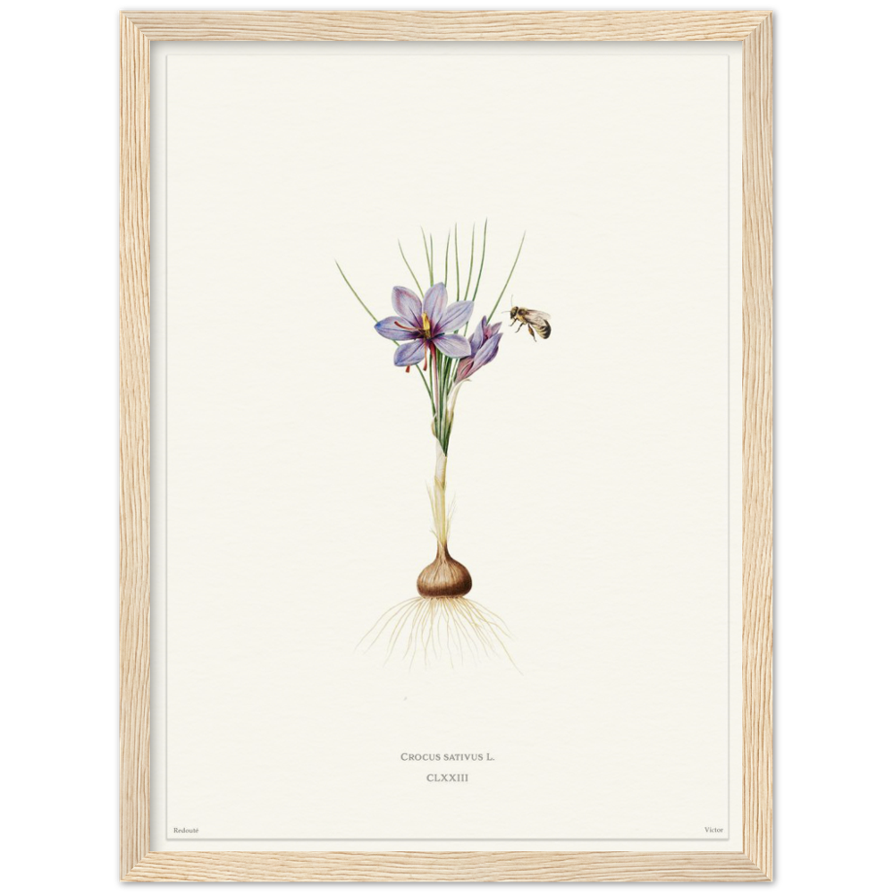Saffron crocus by Redouté, édition blanc CLXXIII