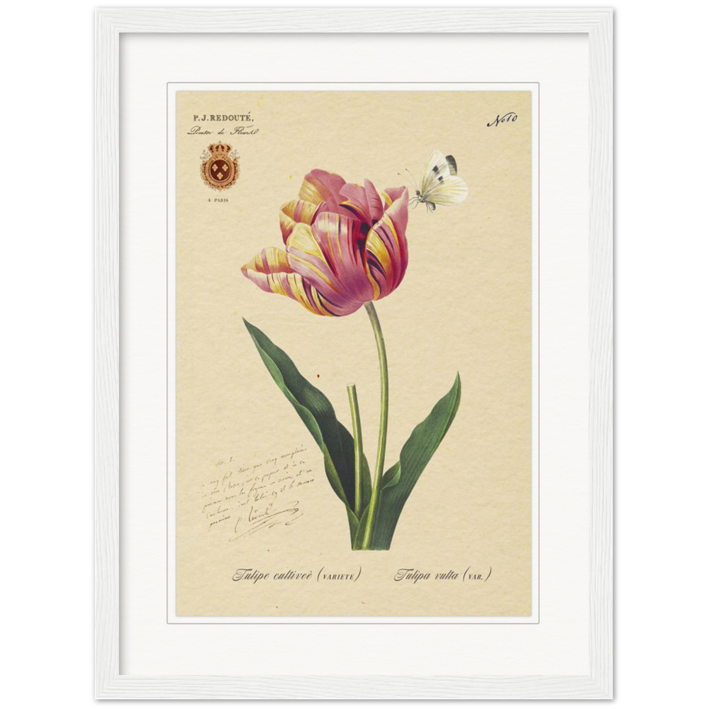 Triumph Tulip