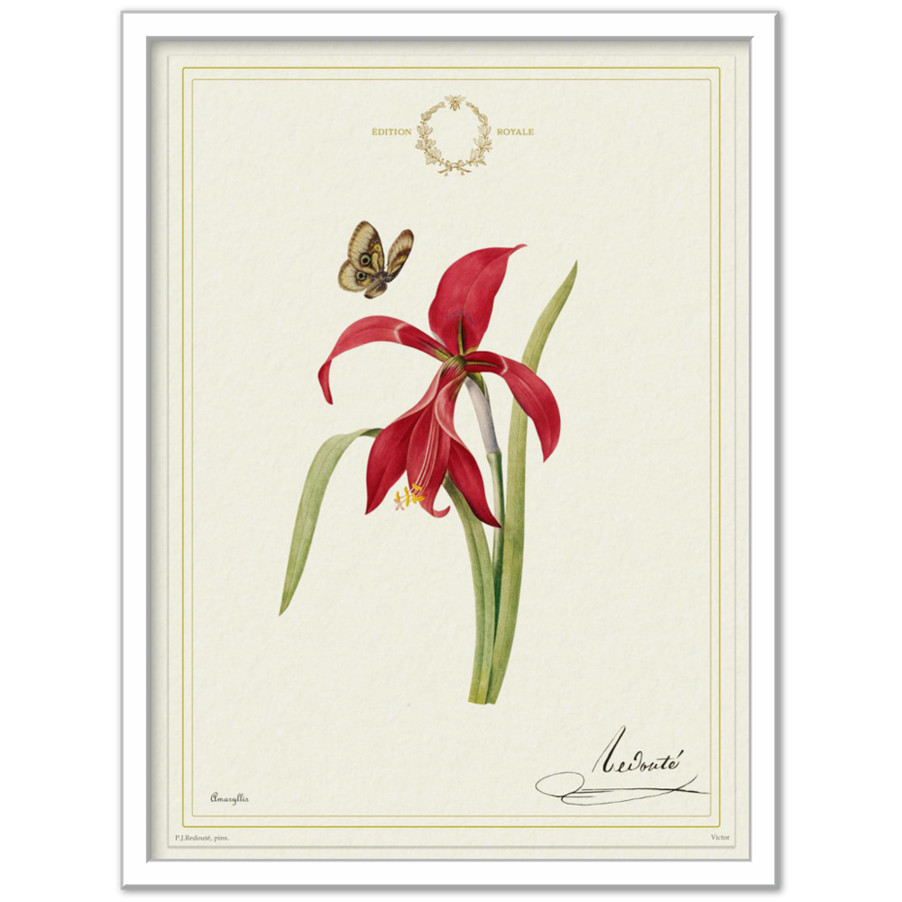 Pierre-Joseph Redouté, floral, flowers, art, wall art, flower prints, botanical, illustration, plants, roses
