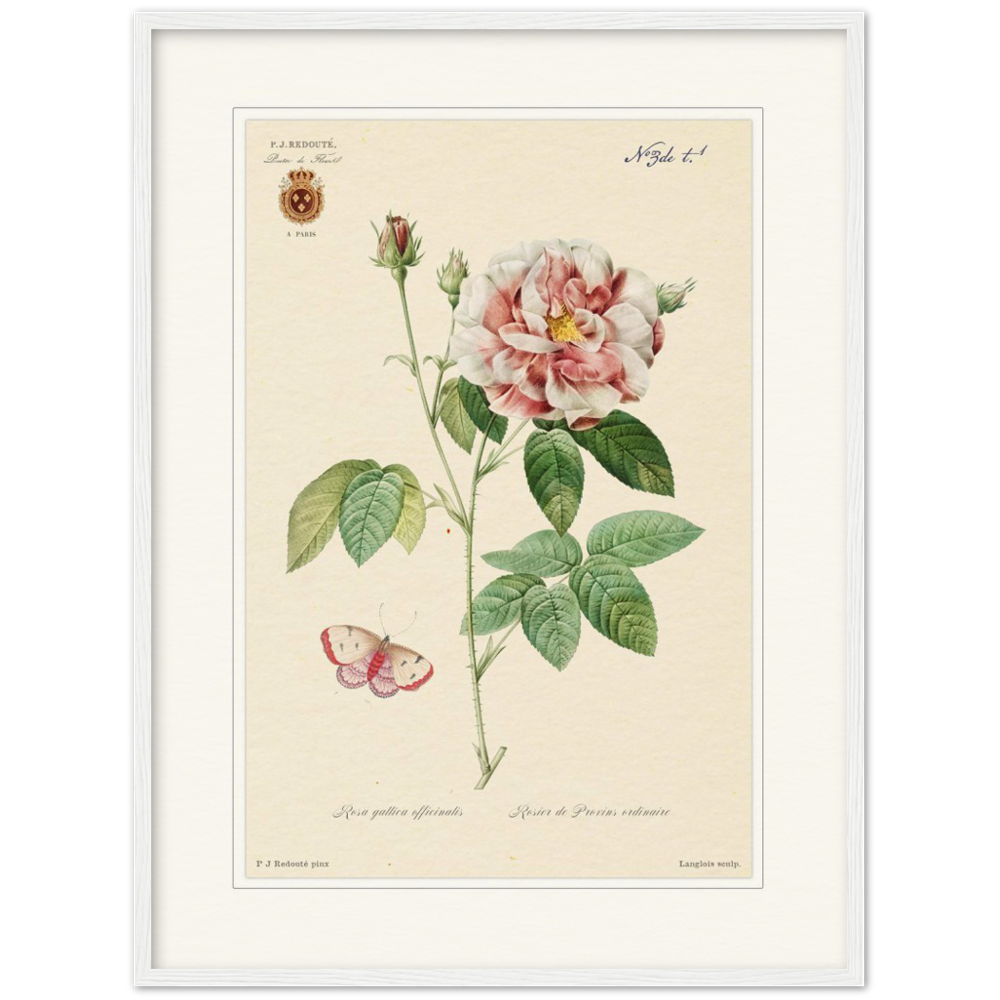 French provencal rose by Redoute. Framed botanical print.