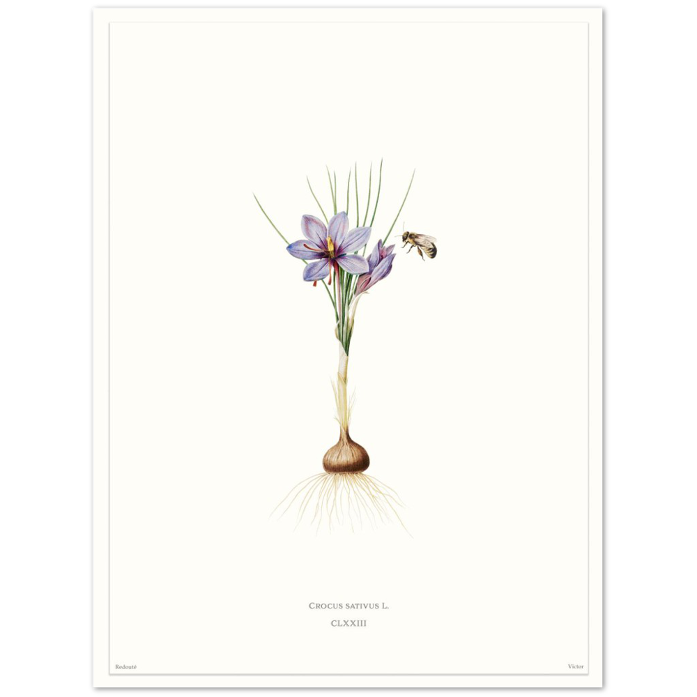 Saffron crocus by Redouté, édition blanc CLXXIII