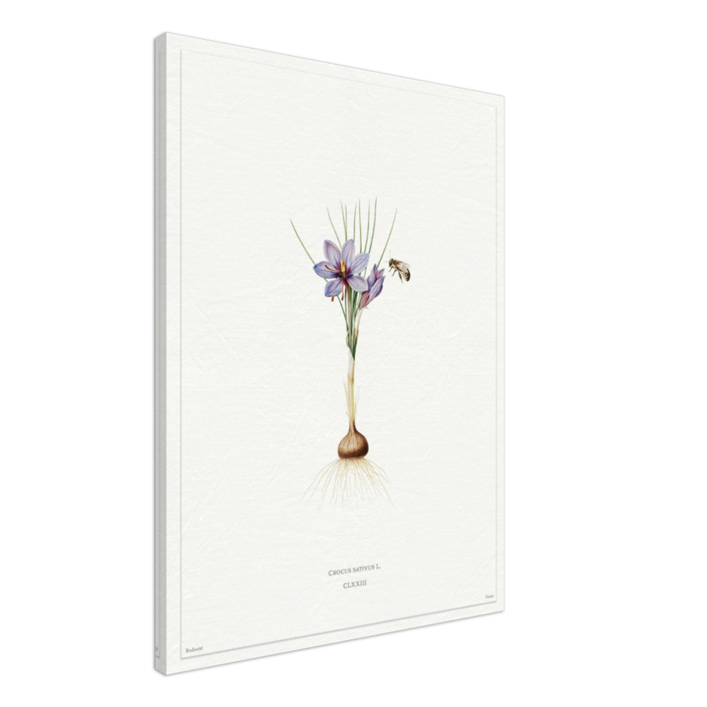 Saffron crocus by Redouté, édition blanc CLXXIII
