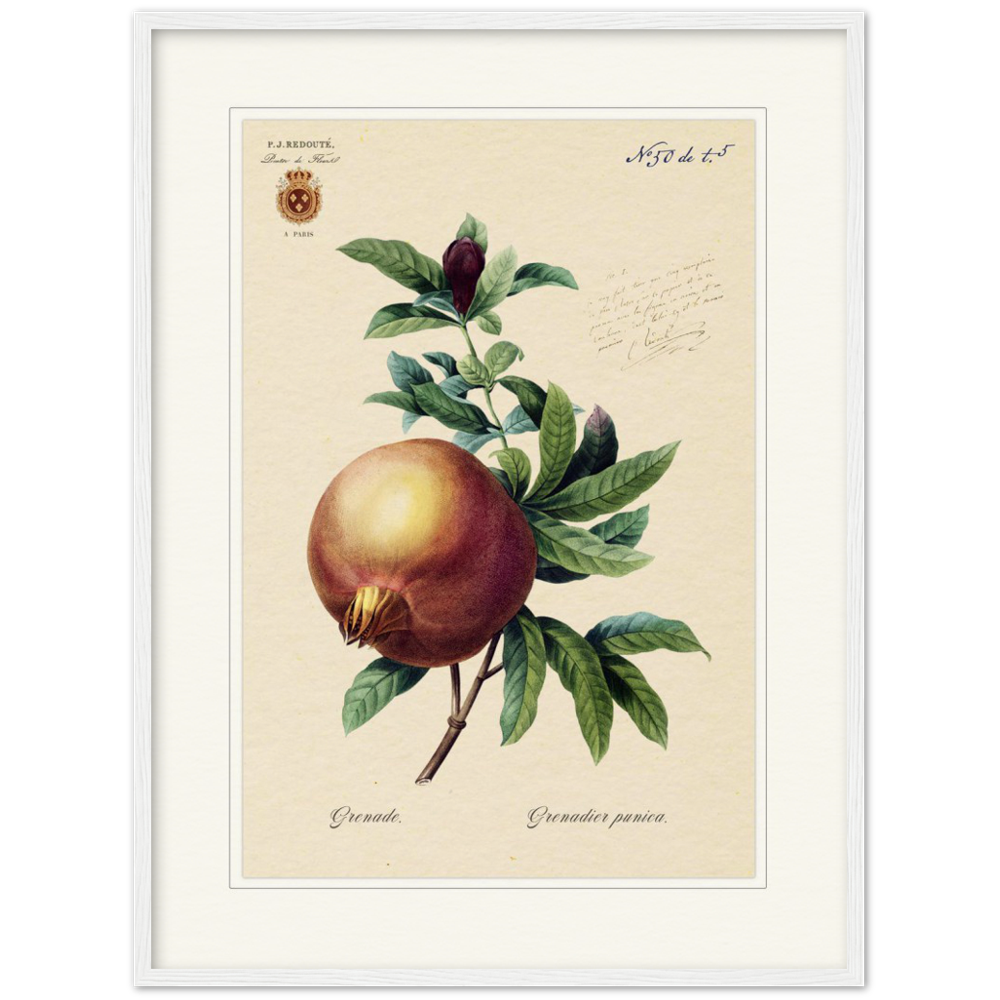Pomegranate