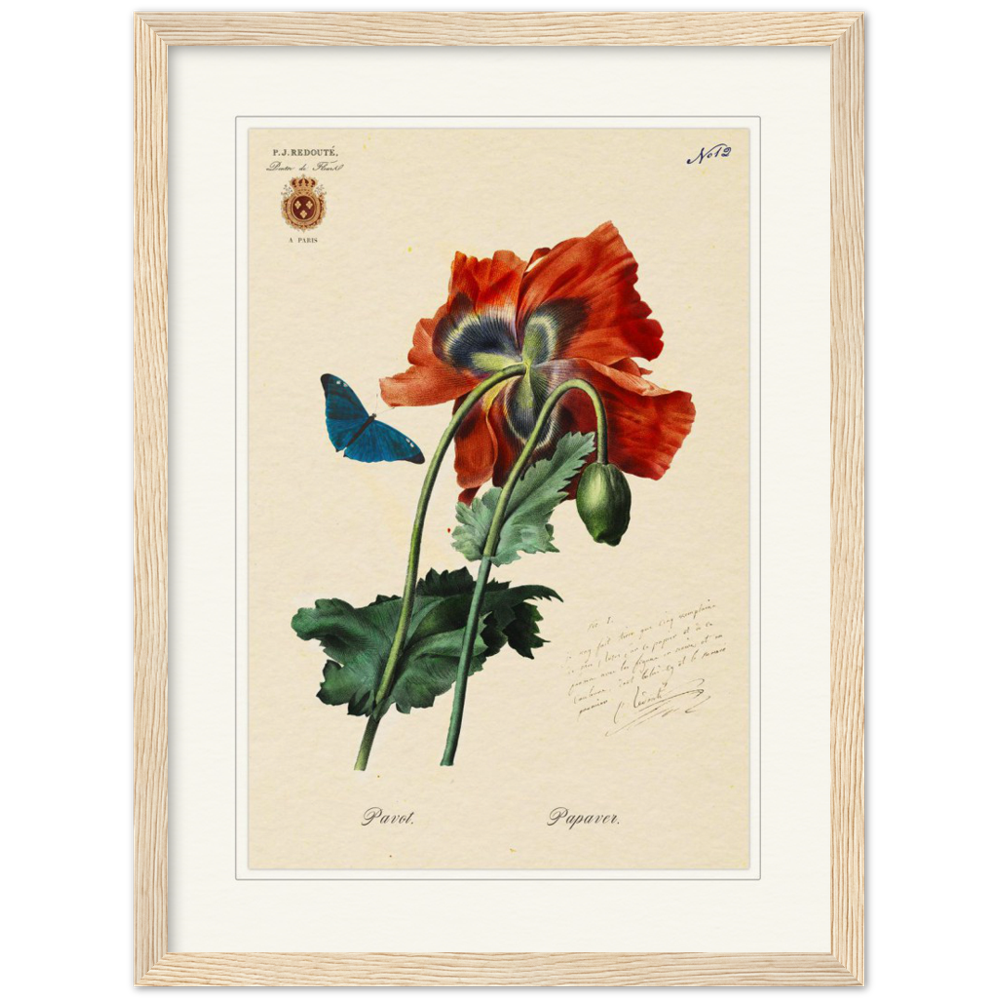 Red Poppies