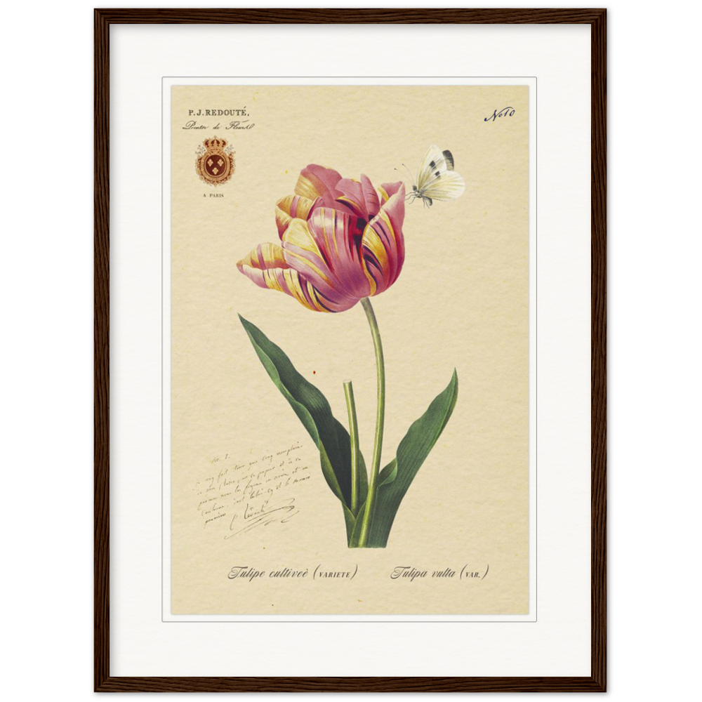 Triumph Tulip