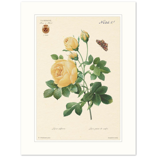 Yellow rose by Langlois and Redouté (édition classique)