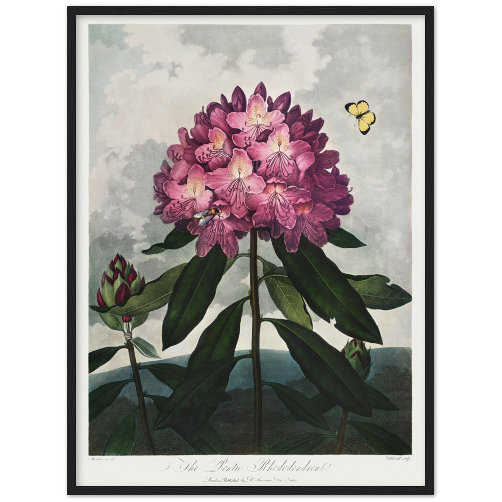The Pontic rhododendron by R.J. Thornton, 1807