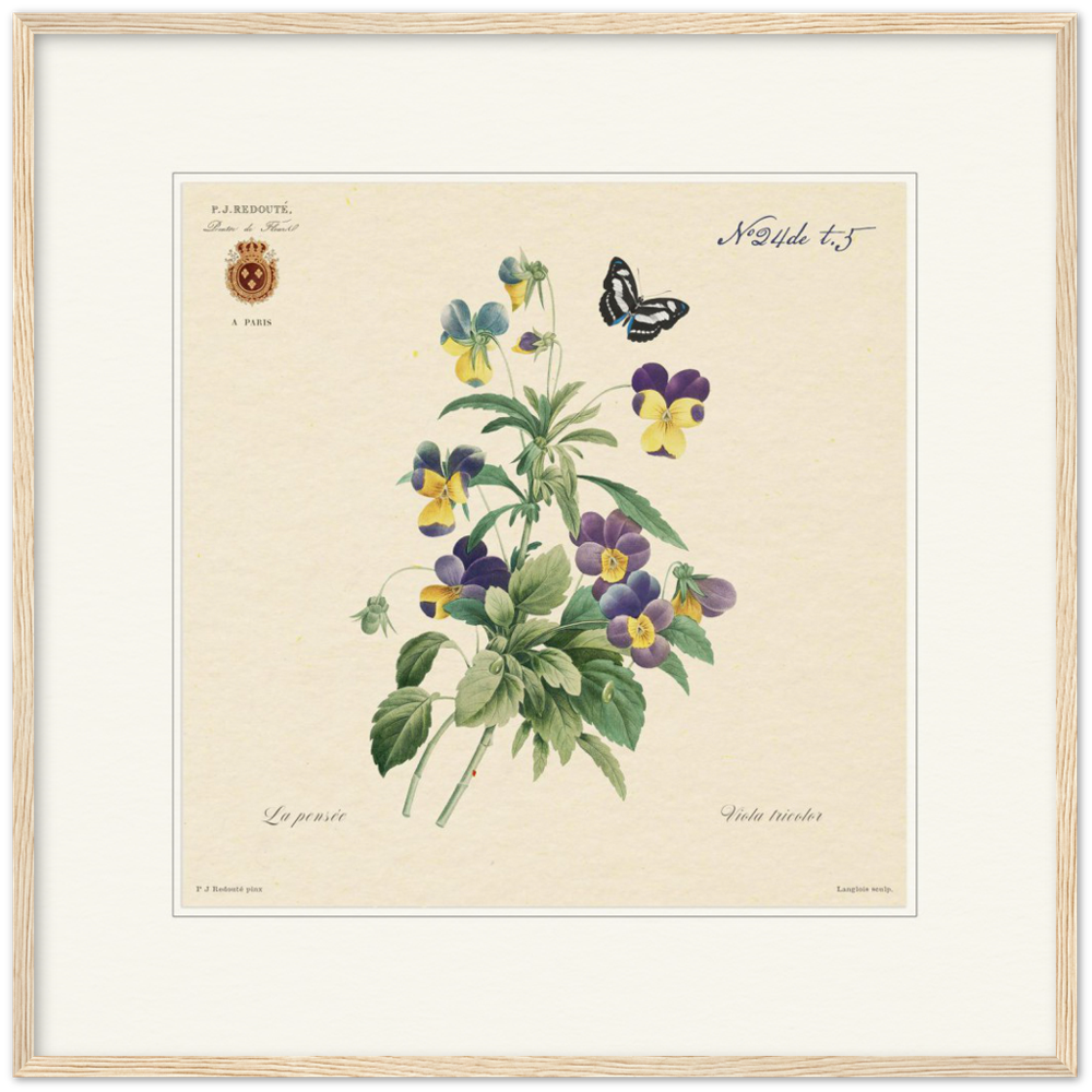 Tricolor viola by Redouté, 1834 (édition classique)