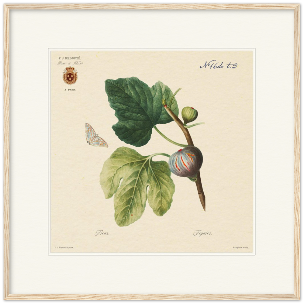 Figs by Redouté, 1834 (édition classique)