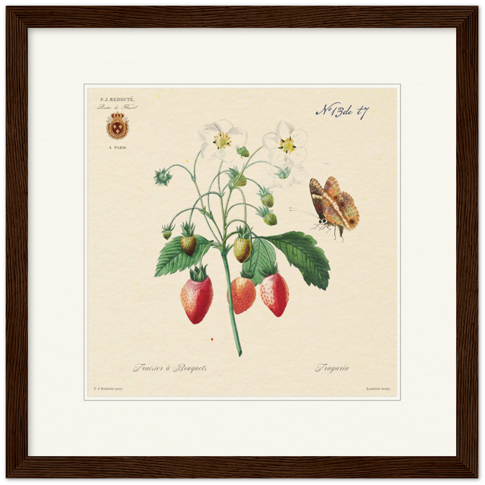 Strawberry by Redouté, 1834 (édition classique)