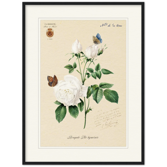 Pierre-Joseph Redouté, floral, flowers, art, wall art, flower prints, botanical, illustration, plants, roses