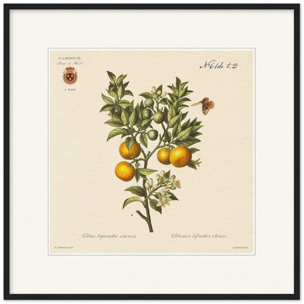 Bitter orange by Redouté, 1834 (édition classique)